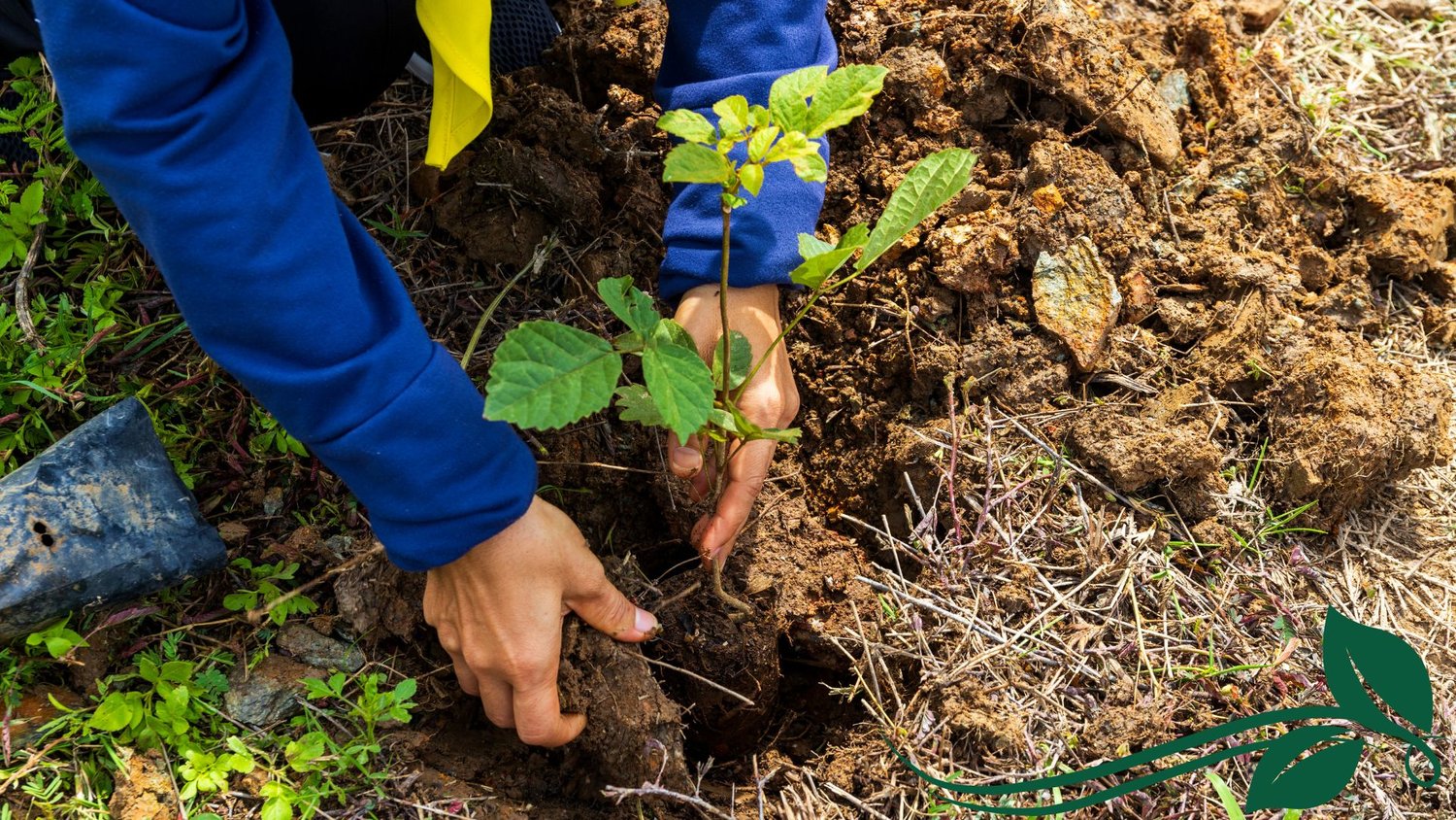 PLANTING